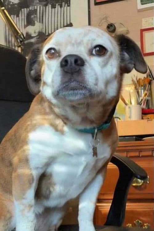 Dorothy The Dog