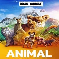 Animal