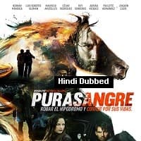 Purasangre