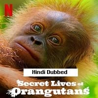 Secret Lives of Orangutans