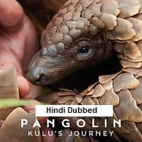 Pangolin: Kulus Journey